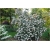krzewy Kalina praska Viburnum K92