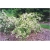 krzewy Krzewuszka biała weigela white