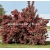 krzewy Krzewuszka cudow purpurowa K61