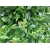 krzewy Ligustr pospolity K52