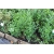krzewy Ligustr pospolity K52