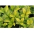 krzewy Ligustr Vicaryi K162