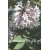 krzewy Lilak omszony Miss Kim K43