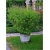 krzewy Lippia cytrynowa K200