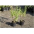 krzewy Lippia cytrynowa K200