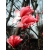 krzewy Magnolia Dan Xin czerwona K67