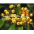 krzewy Ognik Soleil dOr żółty K59