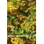 krzewy Ognik Soleil dOr żółty K59