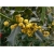 krzewy Ostrokrzew Golden Girl K153
