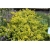 krzewy Ostrokrzew karbowanolist Golden K147