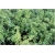 krzewy Ostrokrzew karbowany K145
