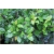 krzewy Ostrokrzew Meservy Blue Angel K159
