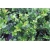krzewy Ostrokrzew Meservy Blue Angel K159