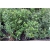 krzewy Ostrokrzew Meservy Blue Angel K159