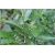 krzewy krzewy Ostrokrzew okółkowy K161