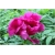 krzewy Peonia krzewiasta amarantowa K197