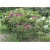 krzewy Peonia krzewiasta amarantowa K197