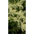 krzewy Pieris japoński Debutante K204