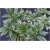 krzewy Pieris japoński Variegata K212