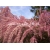 krzewy Tamaryszek drobnokwiatowy K63