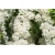krzewy Tawuła japońska Albiflora K123