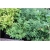 krzewy Tawuła japońska Albiflora K123