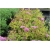 krzewy Tawuła japońska Goldmund K170