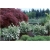 krzewy Tawuła Nippońska Snowmound K176
