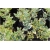 krzewy Trzmielina fortunea Emerald K45