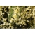 krzewy Żarnowiec miotl bladożółty K105