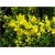 krzewy Żarnowiec żółty K103