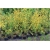 krzewy Złotlin jap Pleniflora K19
