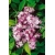 krzewy Żylistek Pink Pom-Pom K1