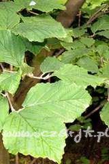 Oczar japoński Hamamelis japonica 'Flavopurpurescens'