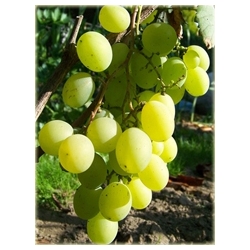 Winogron jasny Kesza winorośl owox63