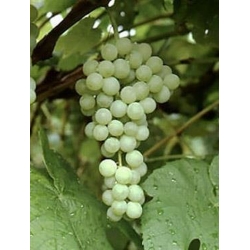 Winogron zielony Sołnoczka winorośl owox68