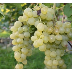 Winogron żółty Suzy Vitis winorośl owox61