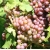 Winogron różowy Chrupka winorośl owox65