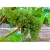 Winogron zielony Seyve Villard winorośl owox67