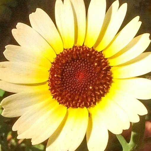 Chryzantema Eastern Star biało-żółta, Chrysanthemum segetum