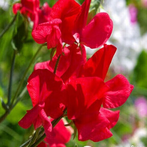 Groszek pachnący czerwony Scarlet, Lathyrus odoratus, Sweet Pea