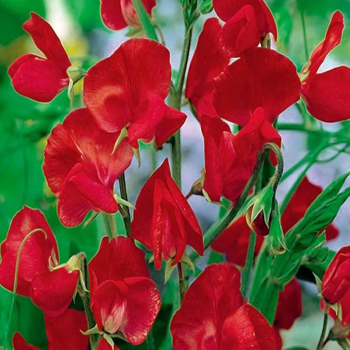 Groszek pachnący czerwony Scarlet, Lathyrus odoratus, Sweet Pea