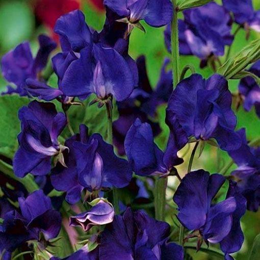 Nasiona Groszek pachnący fiolet navy blue, Lathyrus odoratus, Sweet Pea