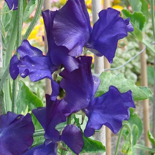 Nasiona Groszek pachnący fiolet navy blue, Lathyrus odoratus, Sweet Pea