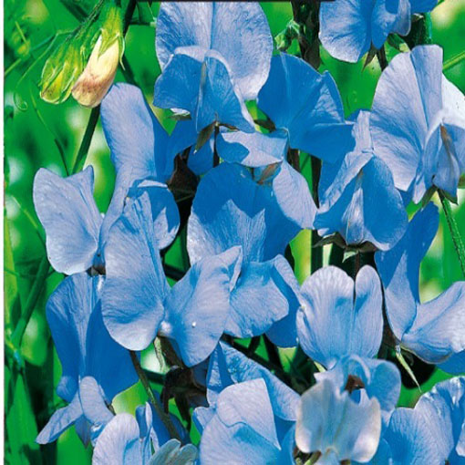 Groszek pachnący jasnoniebieski, Lathyrus odoratus, Sweet Pea