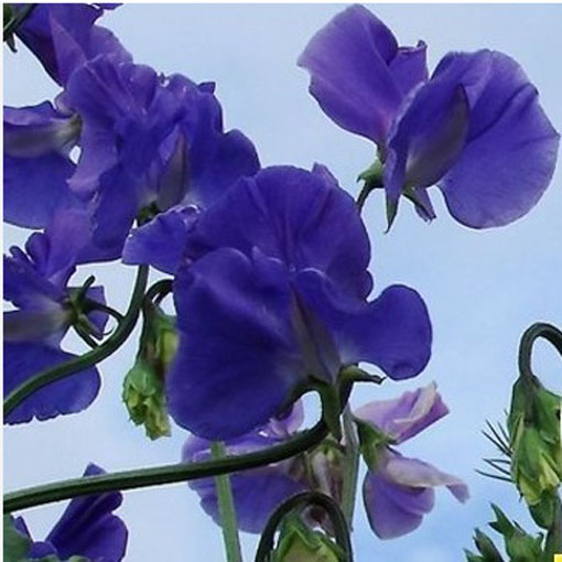 Groszek pachnący niebieski, Lathyrus odoratus, Sweet Pea