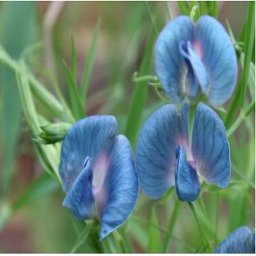Groszek pachnący niebieski, Lathyrus odoratus, Sweet Pea