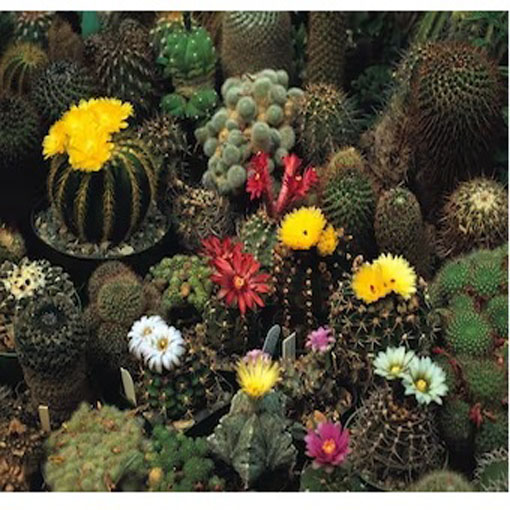 Kaktus Kwitnący mieszanka odmian kaktusów, Succulentus