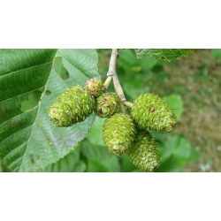 nasiona Olsza szara Alnus incana szt5 Fore177
