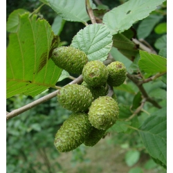 nasiona Olsza szara Alnus incana szt5 Fore177